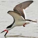 Sample 2 – Black skimmer