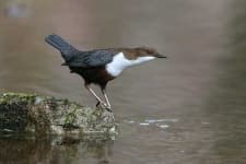 Sample 1 – Water ouzel