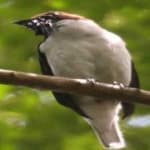 Sample 3 – Bearded bellbird