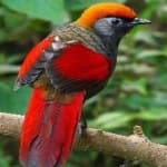 Sample 2 – Red tailed thrush