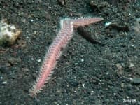 Sample 3 – Flatworm