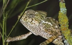 Sample 4 – African chameleon