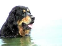 Sample 1 – Tibetan mastiff