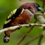 Sample 1 – Broadbill