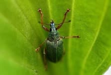 Sample 3 – Weevil