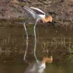 Sample 5 – American avocet