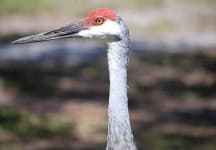 Sample 3 – Crane