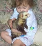 Sample 2 – Black footed ferret