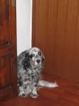 Sample 2 – English setter