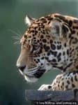 Sample 11 – Jaguar car