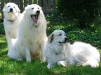 Sample 5 – Great pyrenees
