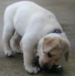 Sample 2 – Labrador retriever