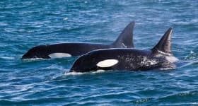 Sample 3 – Whale
