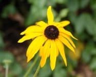 Sample 4 – Black eyed susan