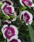 Sample 1 – Sweet william