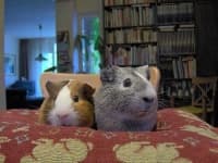Sample 3 – Guinea pig