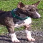 Sample 2 – Bull terrier