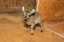 Sample 5 – Antelope