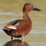 Sample 6 – Cinnamon teal