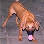 Sample 2 – Rhodesian