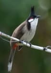 Sample 3 – Bulbul