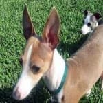 Sample 4 – Greyhound