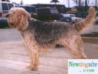 Sample 4 – Otterhound