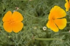 Sample 4 – Californian poppy
