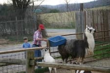 Sample 1 – Llama