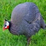 Sample 1 – Guineafowl