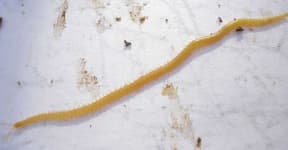 Sample 4 – Worm
