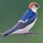 Sample of Stripped swallow