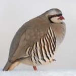 Sample 2 – Chukar partridge