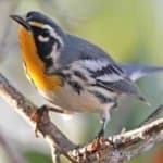 Sample 5 – Crested nuthatch