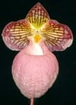 Sample 5 – Hard leaved pocket orchid