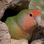 Sample 6 – Rosy faced lovebird