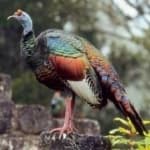 Sample 3 – Ocellated turkey