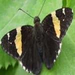 Sample 8 – Banded butterfly