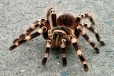 Sample 1 – Tarantula