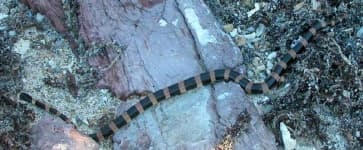Sample 1 – Sea snake
