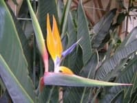 Sample 13 – Bird of paradise flower