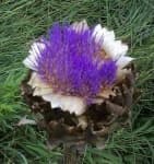 Sample 11 – Artichoke flower