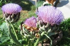 Sample 10 – Artichoke flower