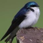 Sample of Tree swallow