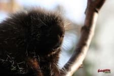 Sample 5 – Porcupine
