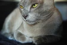 Sample 4 – Egyptian cat