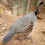 Sample 1 – Gambels quail