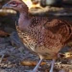 Sample 16 – Elliots pheasant
