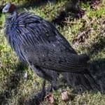 Sample of Vulturine guineafowl