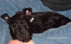 Sample 3 – Scotch terrier
